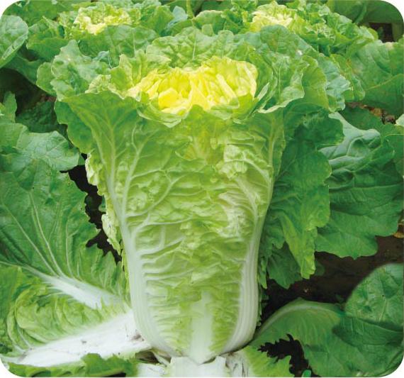神狮王子——白菜 神狮王子——白菜